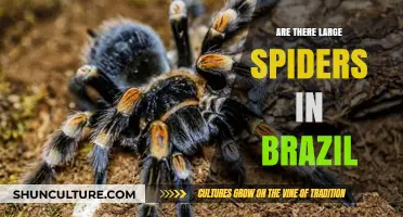 Exploring Brazil's Arachnids: Are There Large Spiders in the Country?