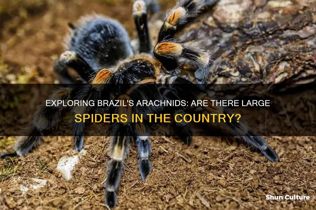are there large spiders in brazil