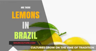 Exploring Brazil's Citrus Scene: Do Lemons Grow in the Tropics?