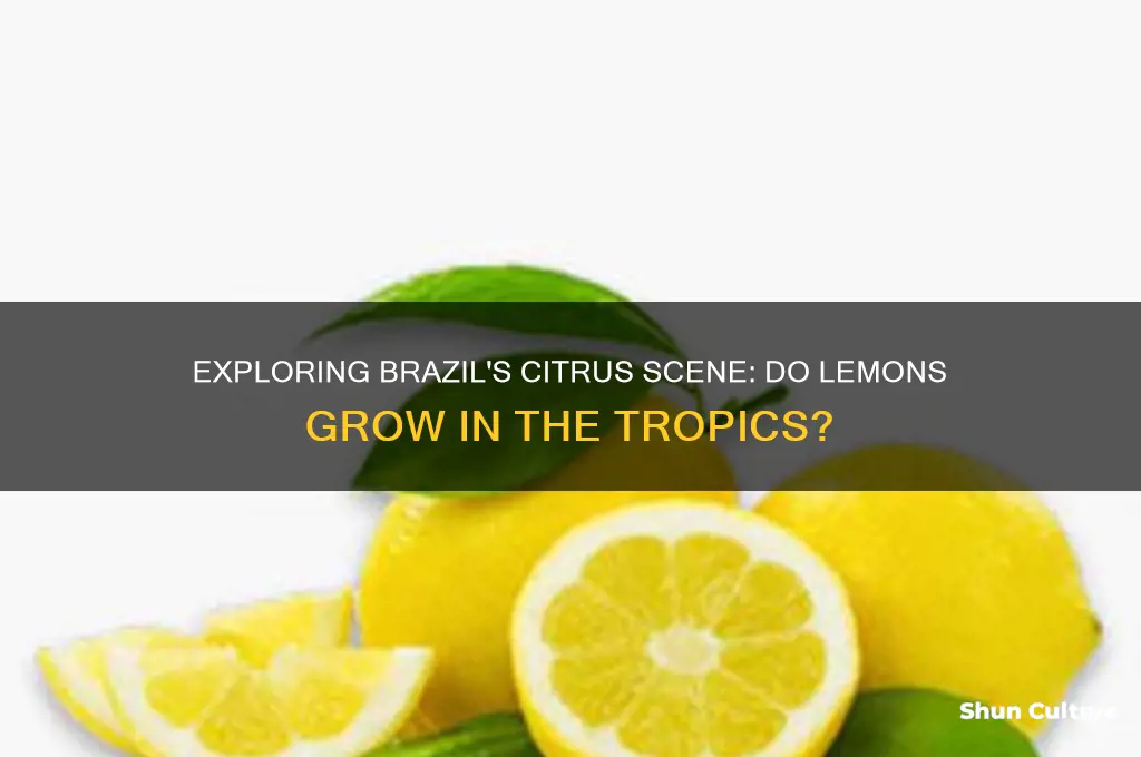are there lemons in brazil