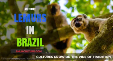 Are There Lemurs in Brazil? Exploring the Truth Behind the Myth