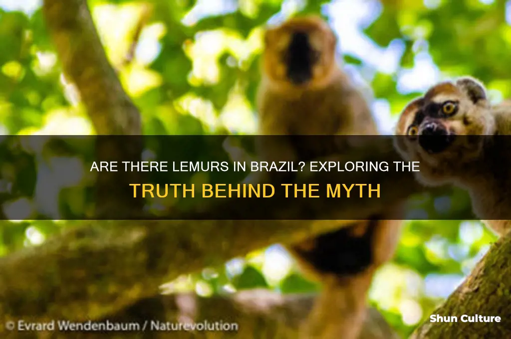are there lemurs in brazil
