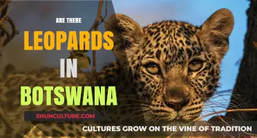 Exploring Botswana's Wildlife: Are Leopards Roaming Its Landscapes?