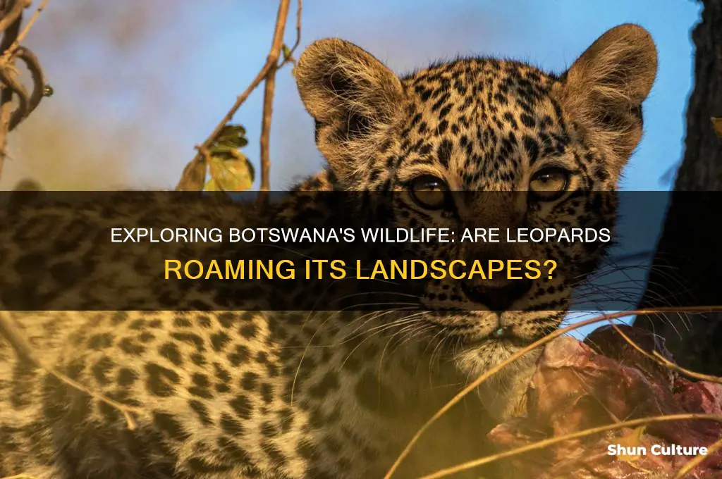 are there leopards in botswana