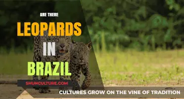 Leopards in Brazil: Myth or Reality? Exploring the Truth