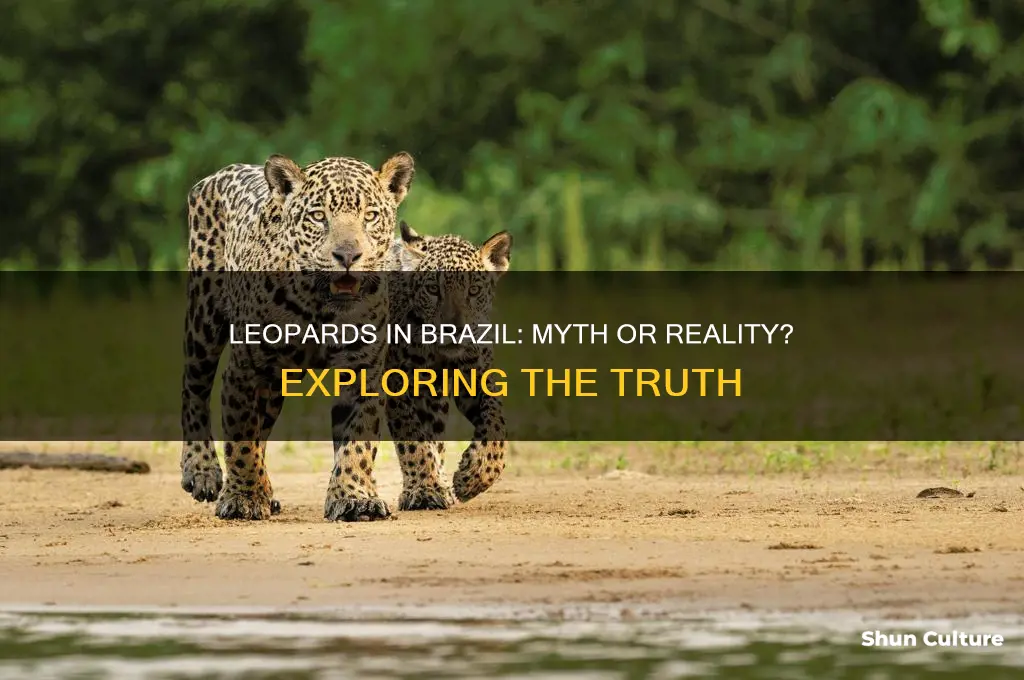 are there leopards in brazil