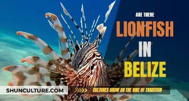 Lionfish in Belize: An Unwanted Visitor