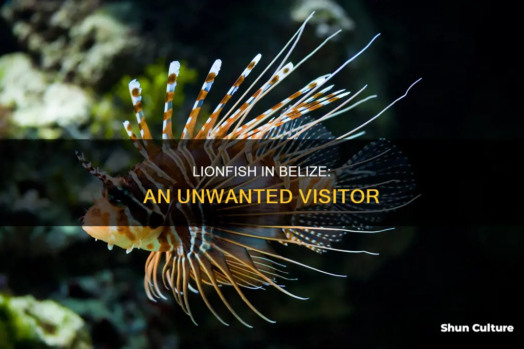 are there lionfish in belize