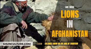 The Lions of Afghanistan: A Species' Surprising Survival