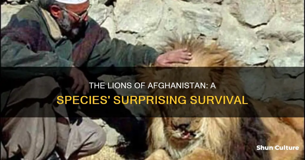 are there lions in afghanistan