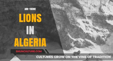 Do Lions Still Roam Algeria's Wild Landscapes? A Fact Check
