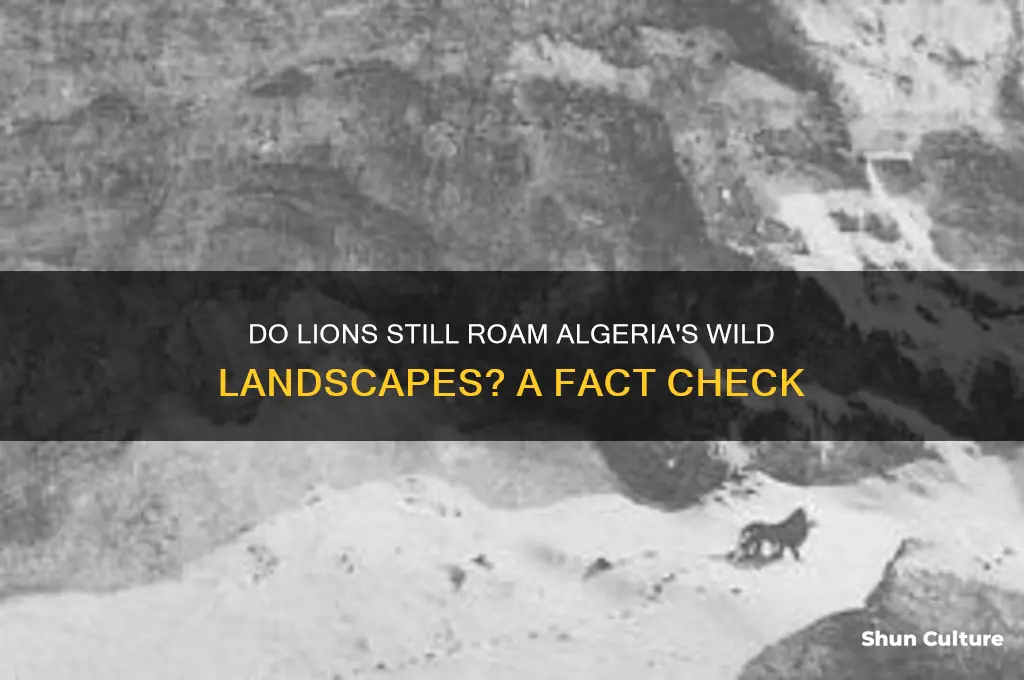 are there lions in algeria
