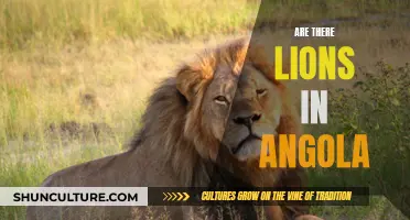 Angola's Lions: A Wildlife Mystery