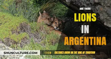 Exploring the Myth: Are Lions Roaming Free in Argentina?