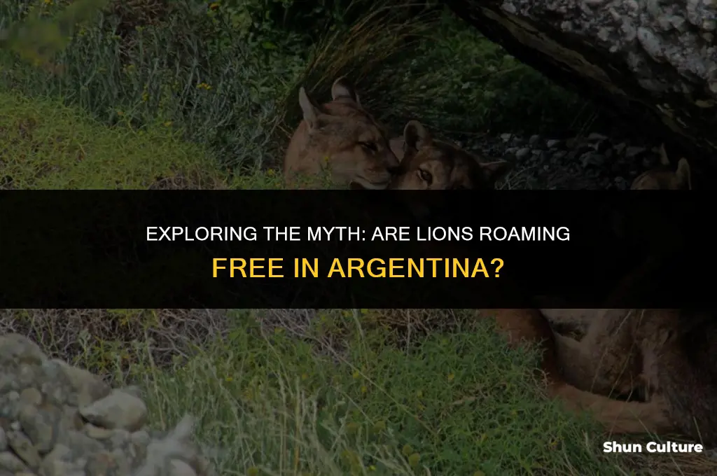 are there lions in argentina