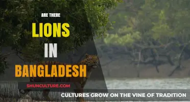 Do Lions Roam in Bangladesh? Exploring the Wildlife Myth