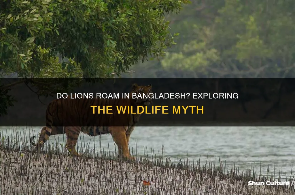 are there lions in bangladesh