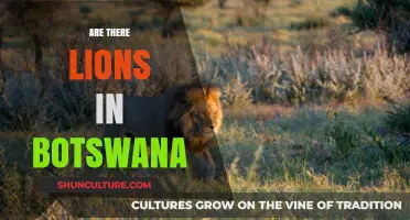 Exploring Botswana's Wildlife: Are Lions Roaming Its Landscapes?
