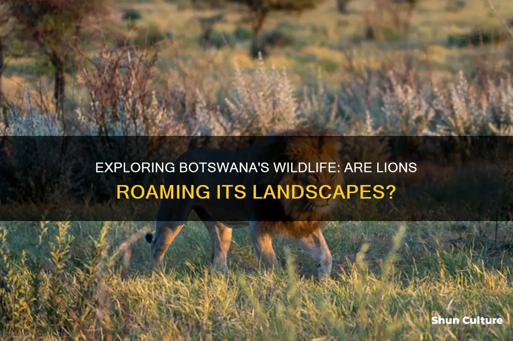 are there lions in botswana