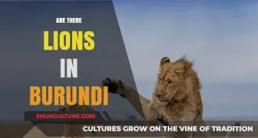 Exploring Burundi's Wildlife: The Truth About Lions in the Heart of Africa