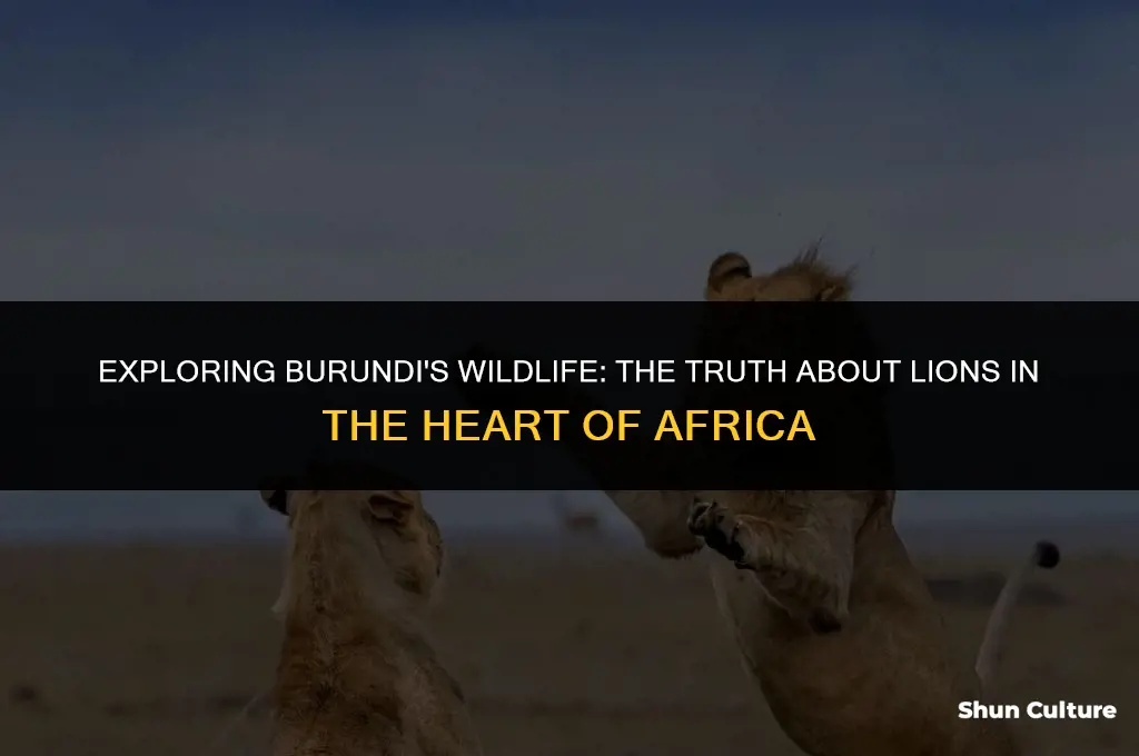 are there lions in burundi