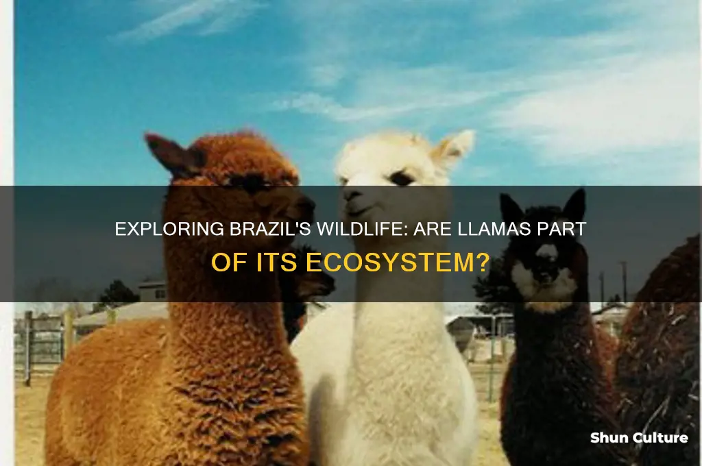 are there llamas in brazil