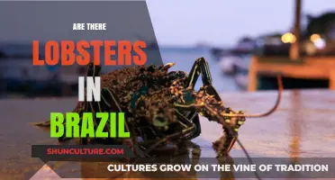 Exploring Brazil's Coastal Waters: Are Lobsters Part of the Ecosystem?