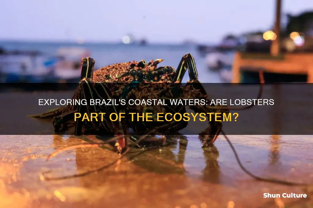 are there lobsters in brazil