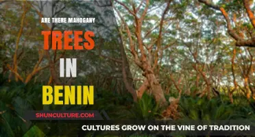 Exploring Benin's Rich Forests: The Presence of Mahogany Trees