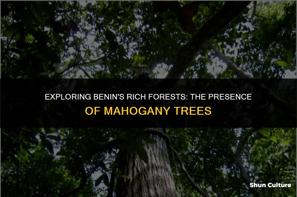 are there mahogany trees in benin