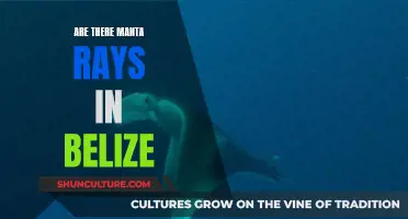 Manta Rays in Belize: Where and When to Spot Them