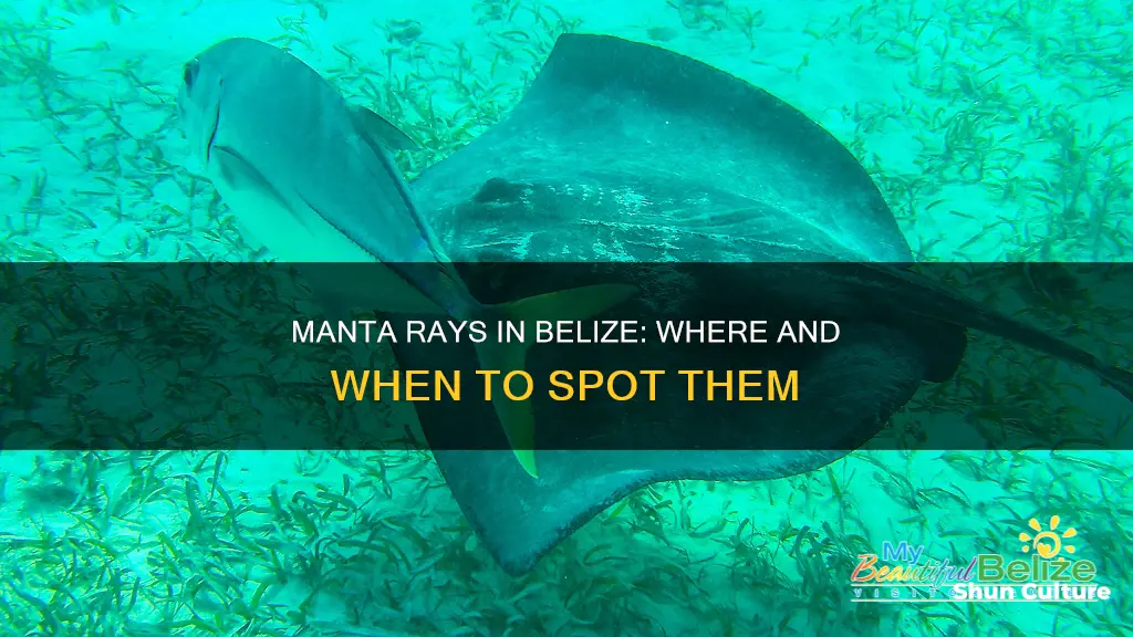 are there manta rays in belize