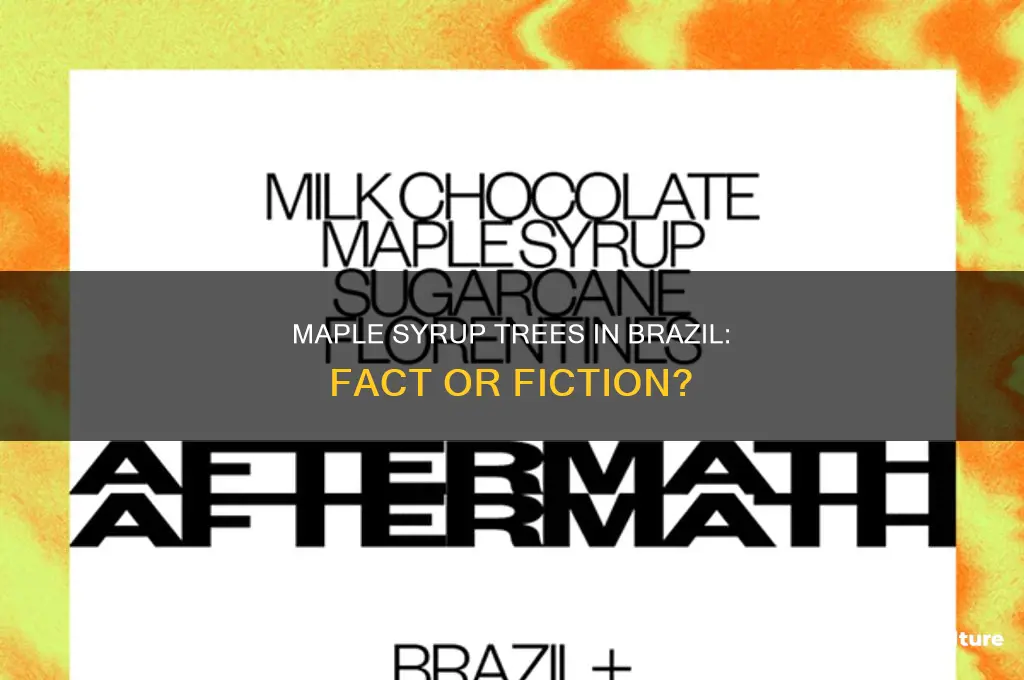 are there maple syrup trees in brazil