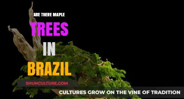 Maple Trees in Brazil: Uncovering Their Presence in South America