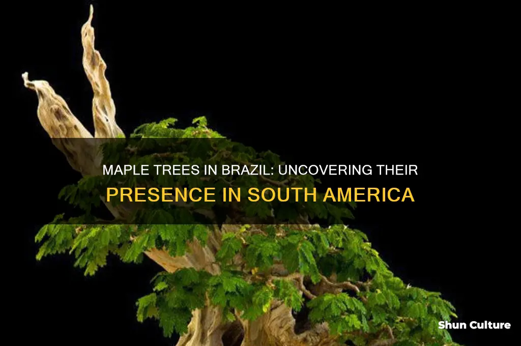 are there maple trees in brazil