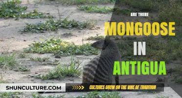 Exploring Antigua's Wildlife: Are Mongooses Present on the Island?