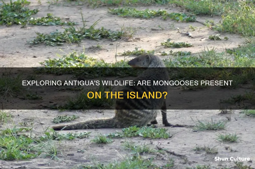 are there mongoose in antigua