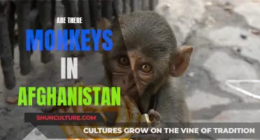 The Unexpected Presence: Monkeys in Afghanistan's Mountainous Regions