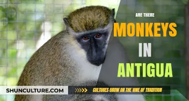 Exploring Antigua's Wildlife: Are Monkeys Part of the Island's Fauna?