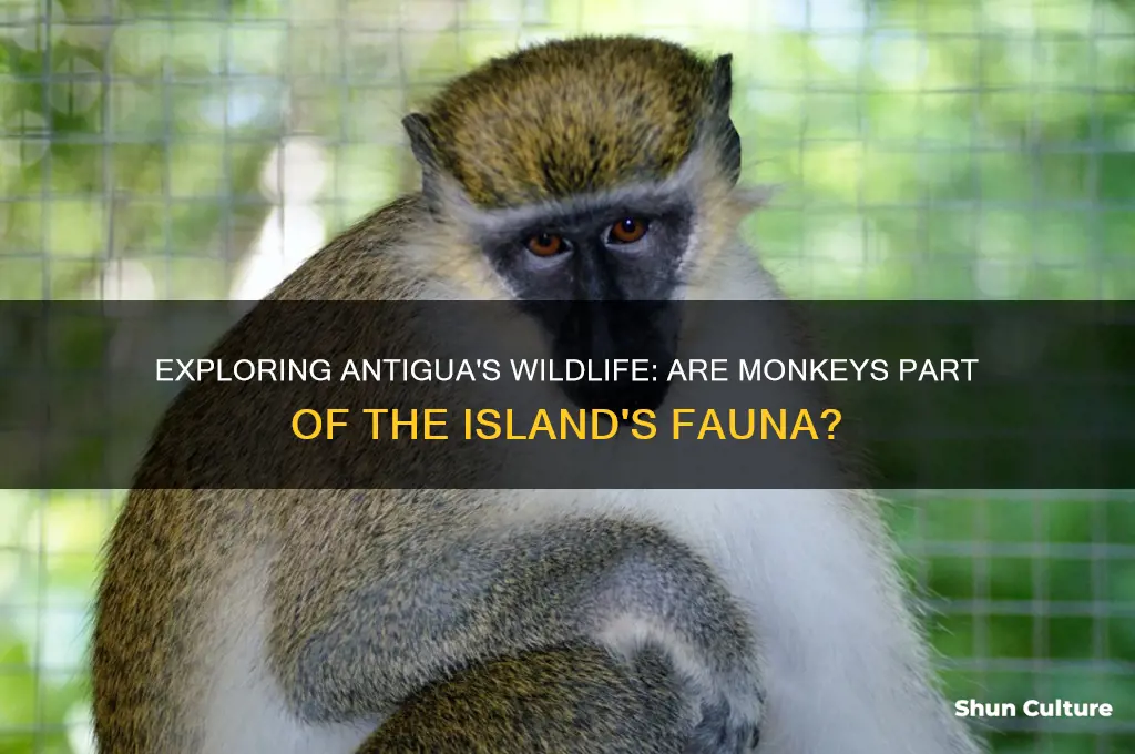 are there monkeys in antigua