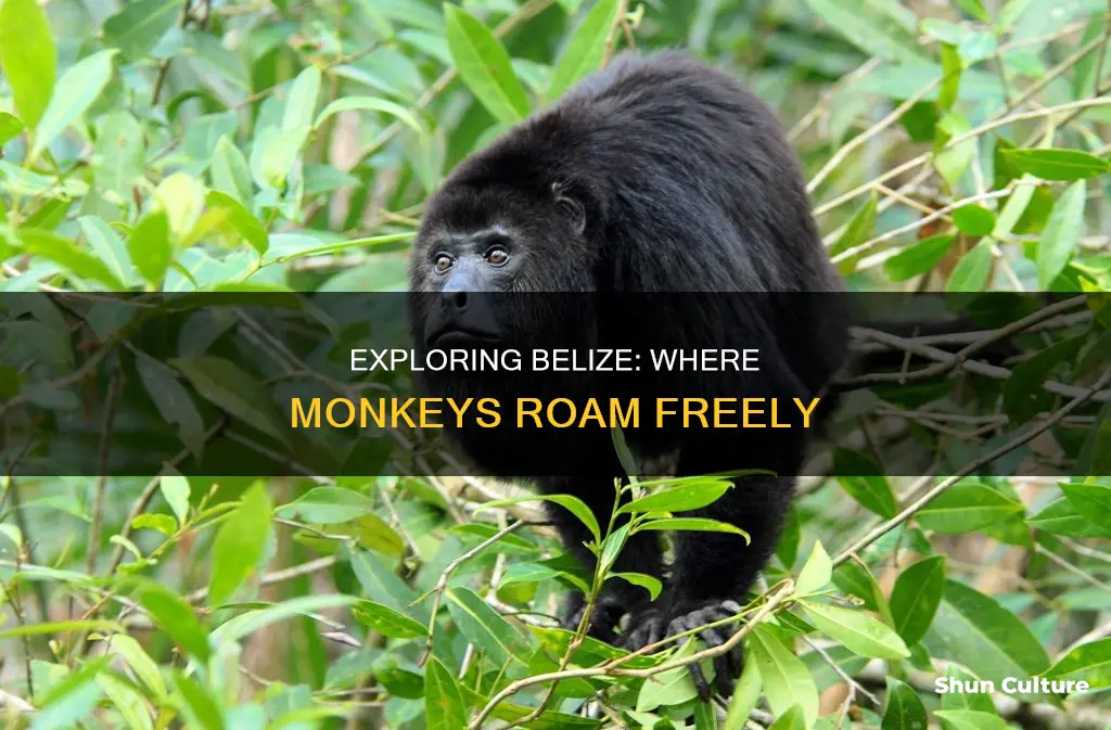 are there monkeys in belize