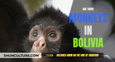 Exploring Bolivia's Wildlife: Monkeys and More