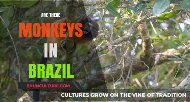 Exploring Brazil's Wildlife: Are Monkeys Common in the Country?