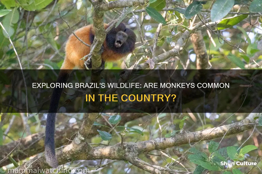 are there monkeys in brazil