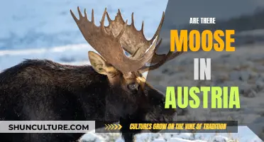 Moose in Austria: A Natural Mystery