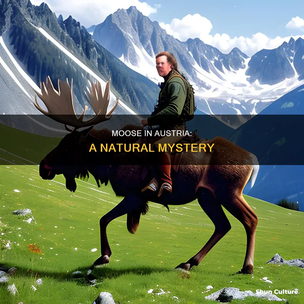 are there moose in austria