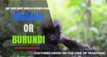 Exploring Gorilla Populations: Kenya, Uganda, Rwanda, or Burundi?