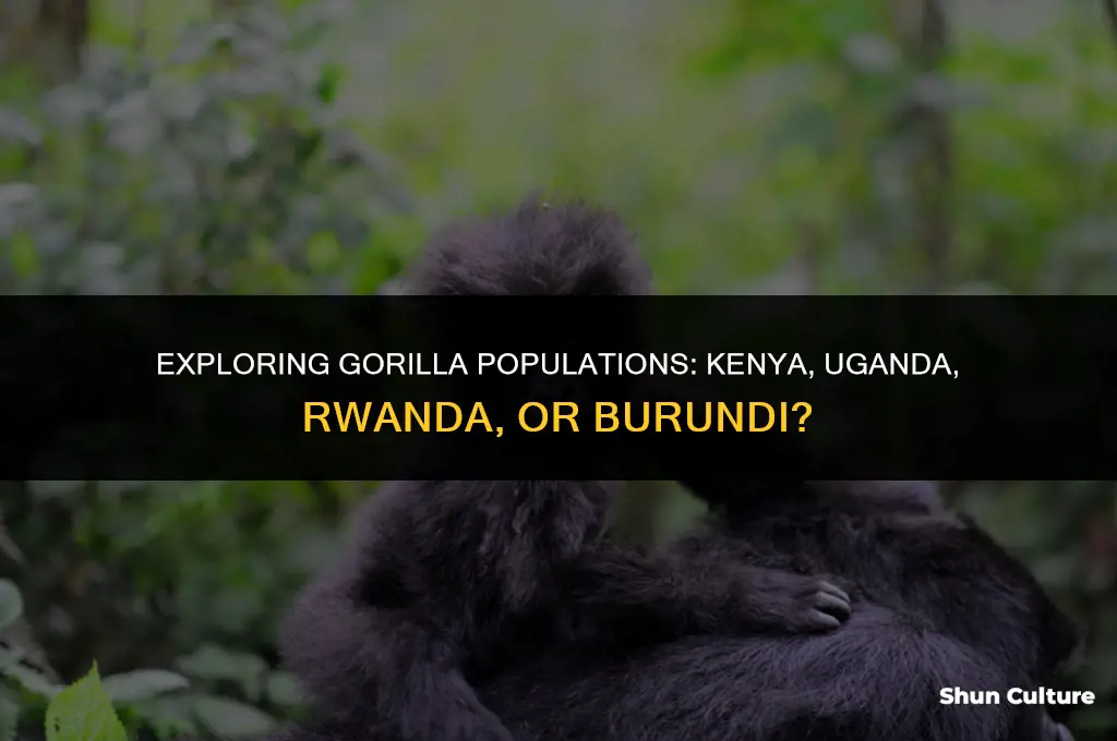 are there more gorillas in kenya uganda rwanda or burundi