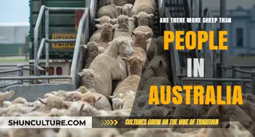 Sheep vs Humans: Australia's Population Mystery