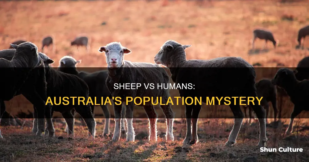 are there more sheep than people in australia